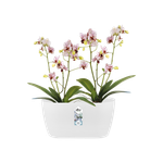 brussels orchidee duo 25cm wit